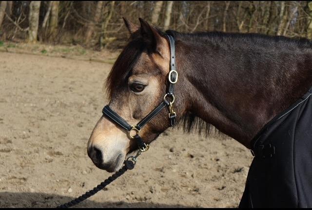 Welsh Pony (sec B) Chilli billede 12