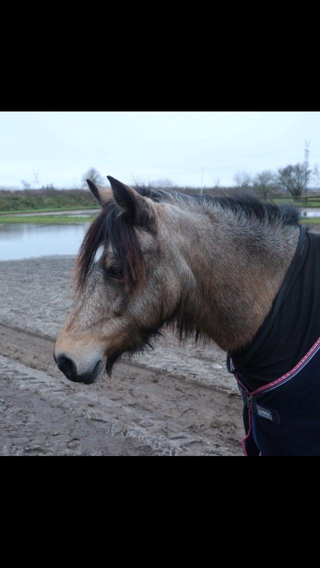 Welsh Pony (sec B) Chilli billede 11