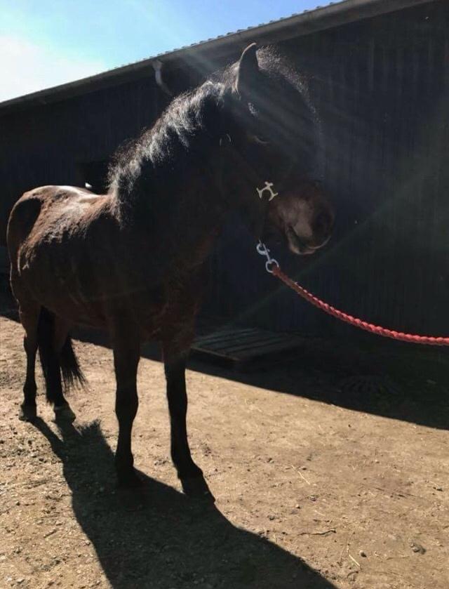 Islænder Jörp fra Nr. Torstrup  billede 2