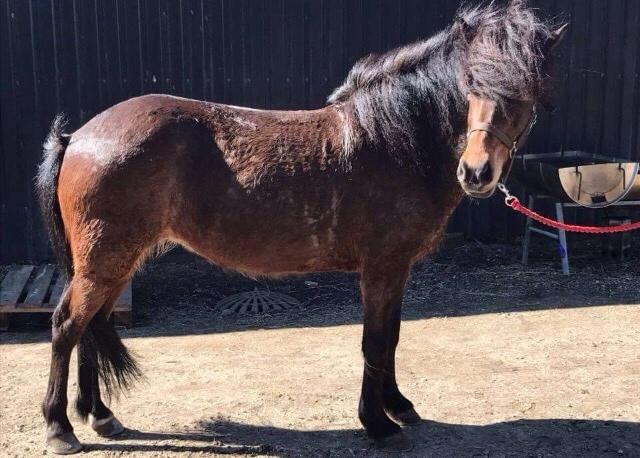 Islænder Jörp fra Nr. Torstrup  billede 3