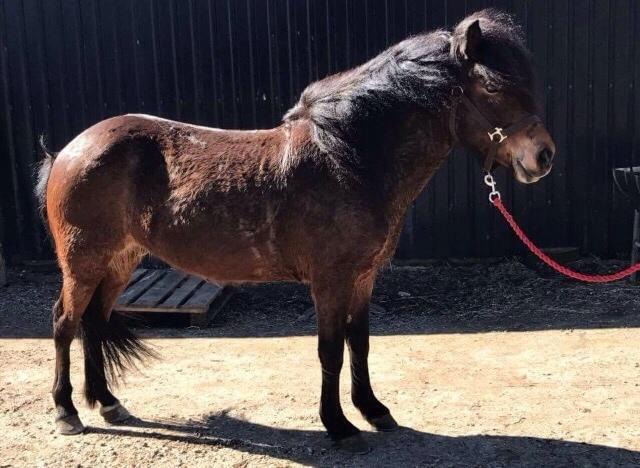 Islænder Jörp fra Nr. Torstrup  billede 4