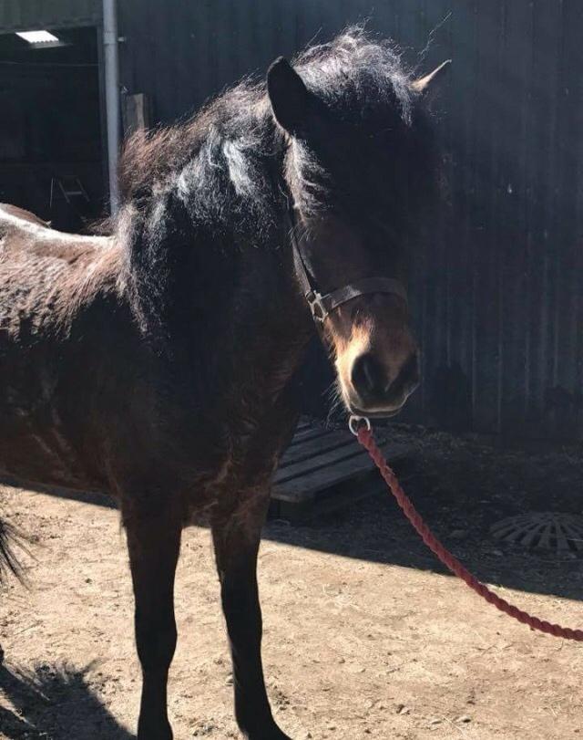 Islænder Jörp fra Nr. Torstrup  billede 5