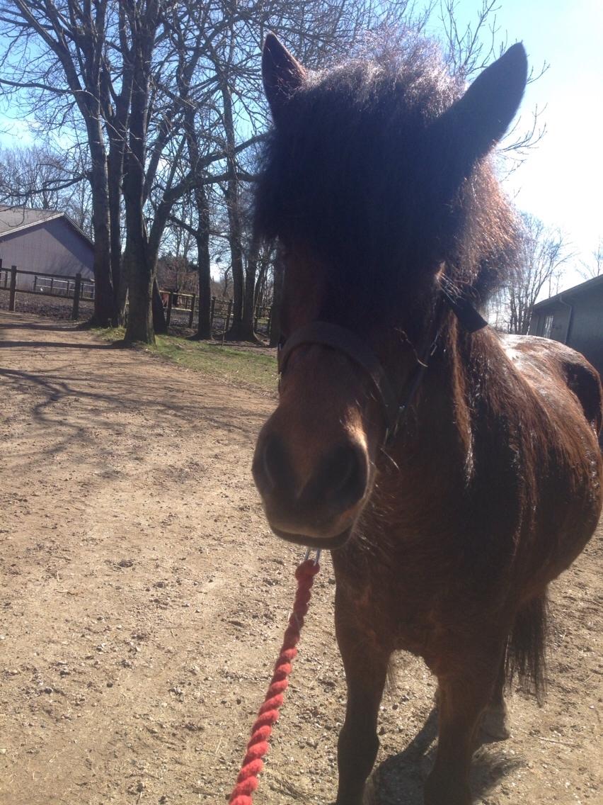 Islænder Jörp fra Nr. Torstrup  billede 6