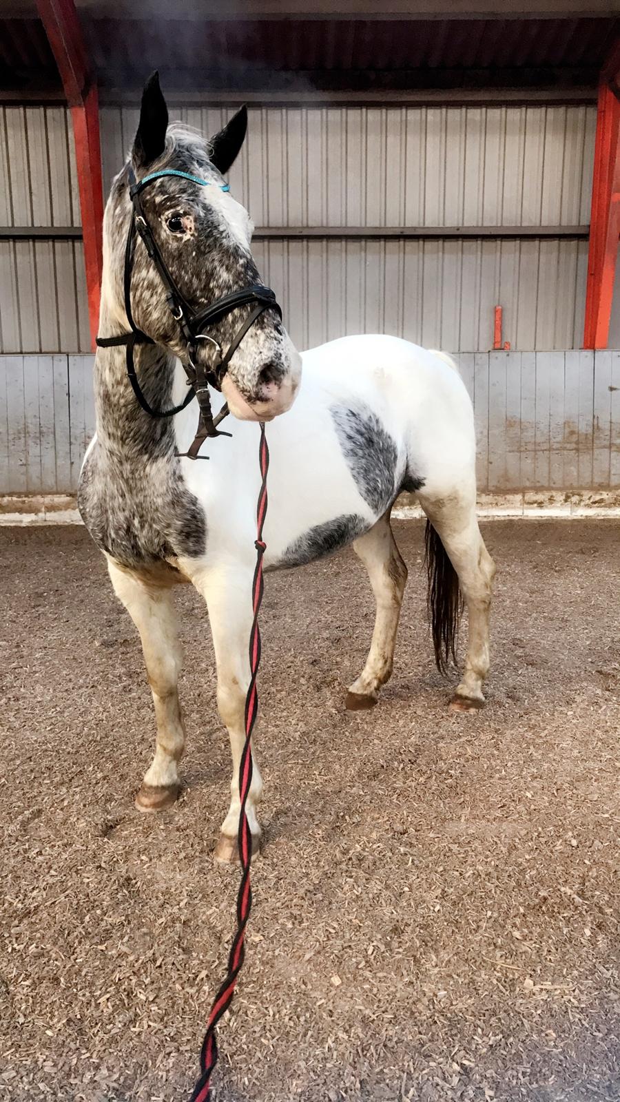 Anden særlig race Viggo billede 1