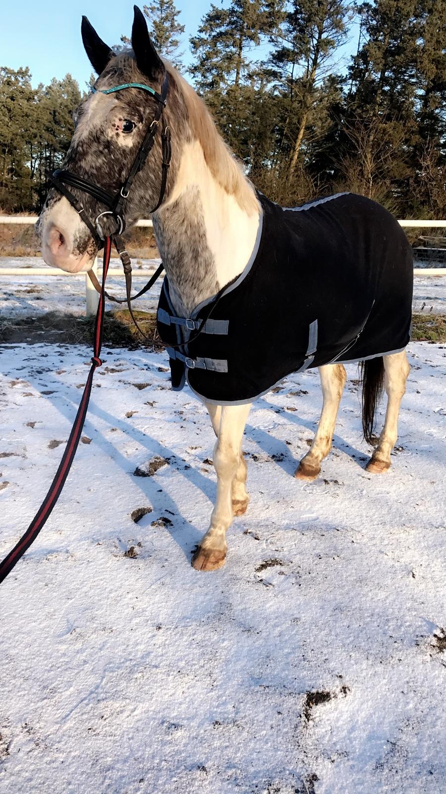 Anden særlig race Viggo billede 3