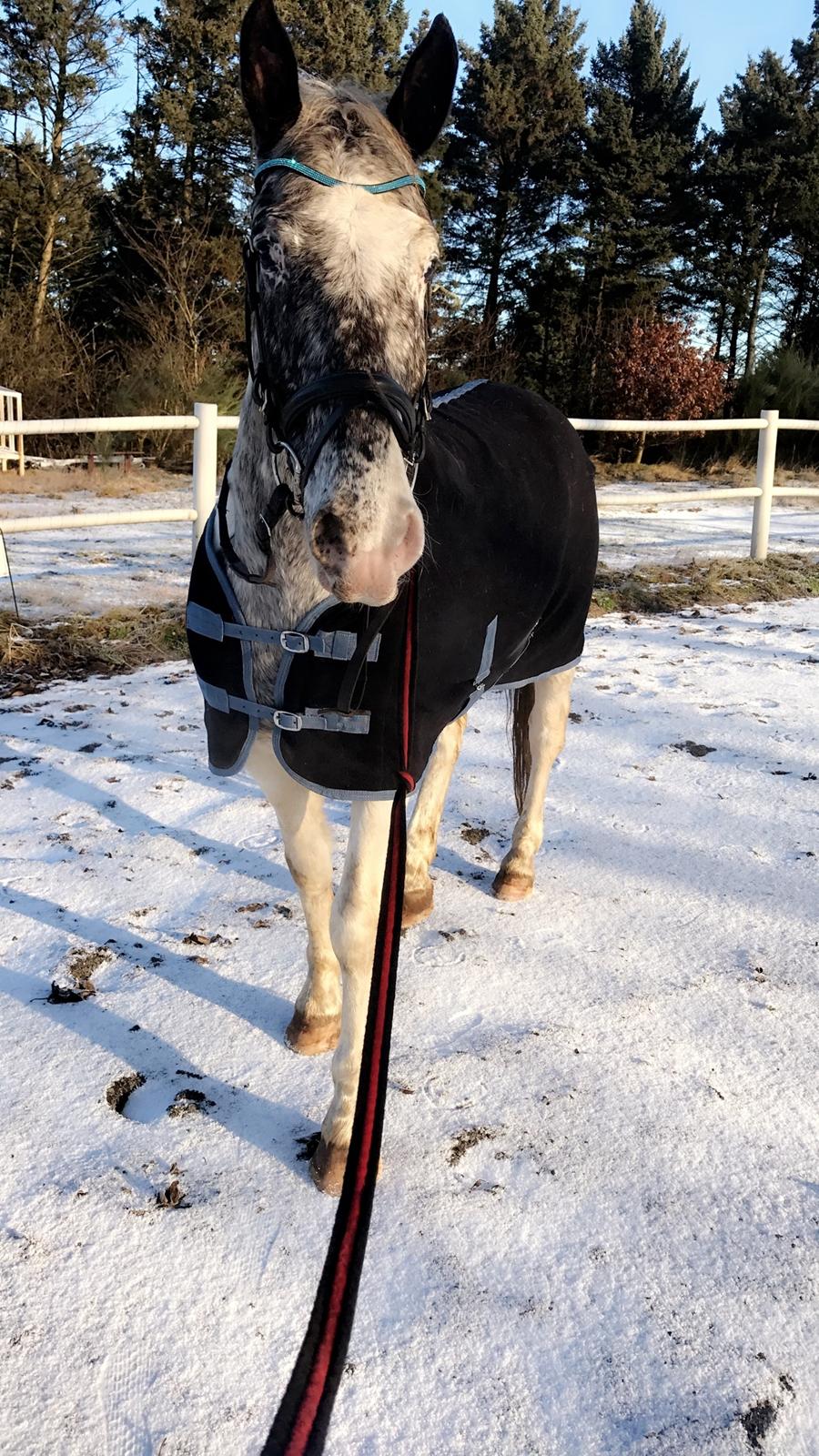 Anden særlig race Viggo billede 2