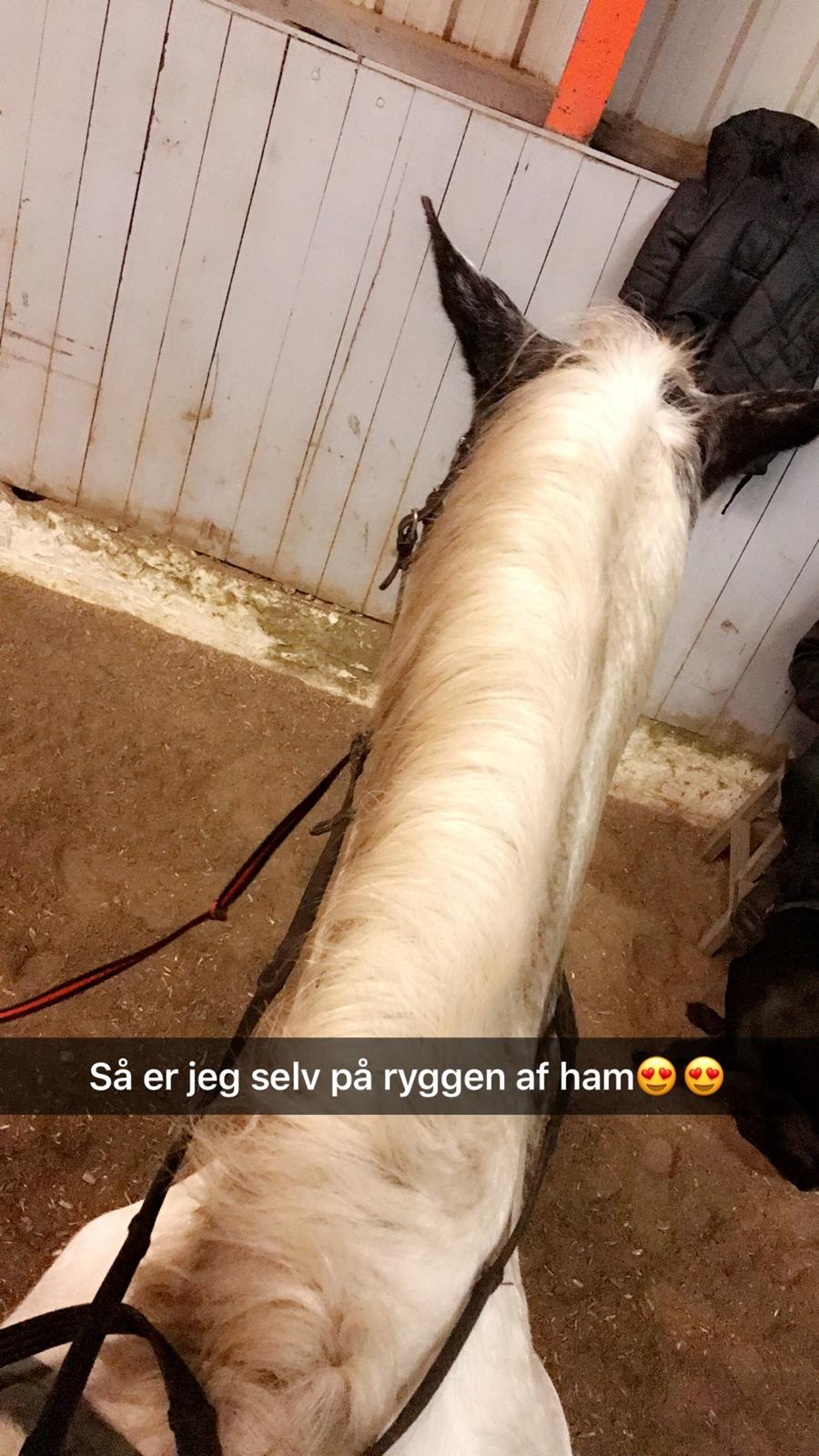 Anden særlig race Viggo billede 6