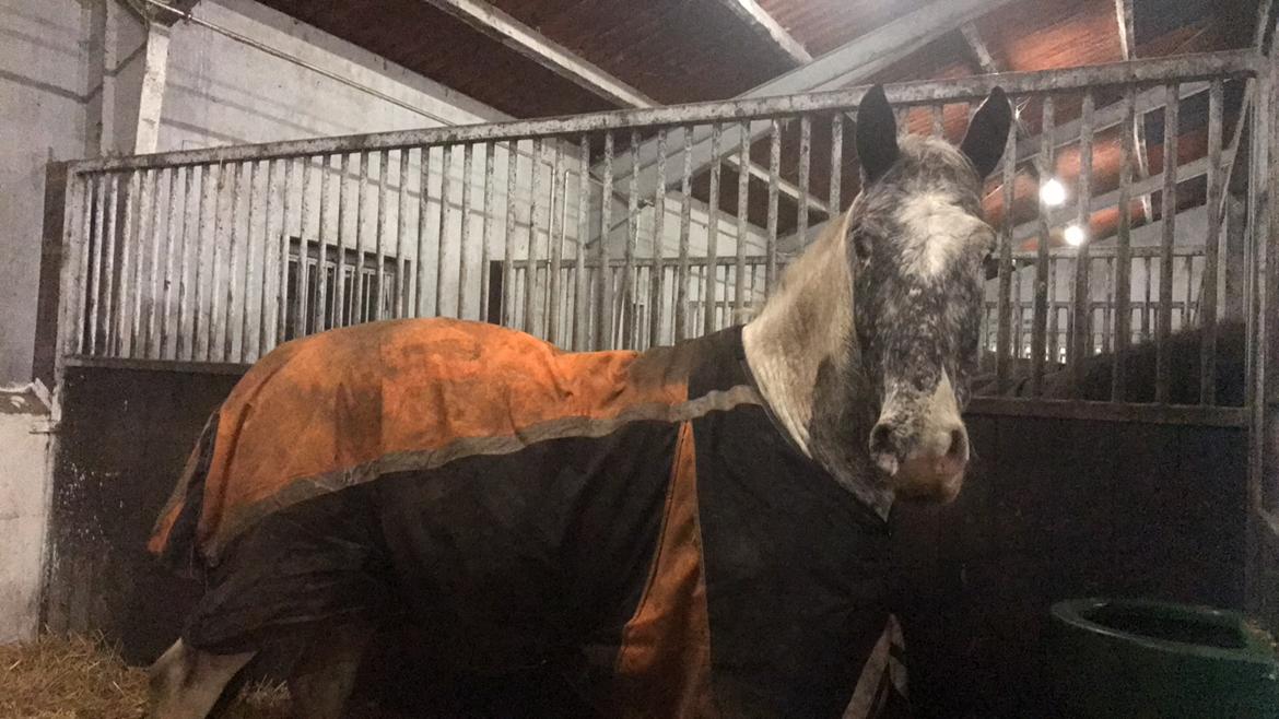 Anden særlig race Viggo billede 7