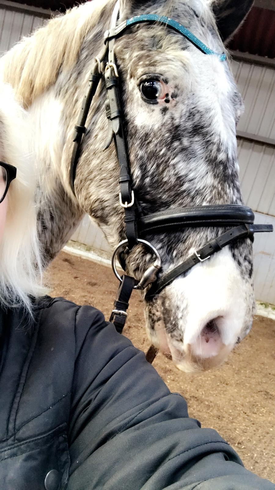 Anden særlig race Viggo billede 8