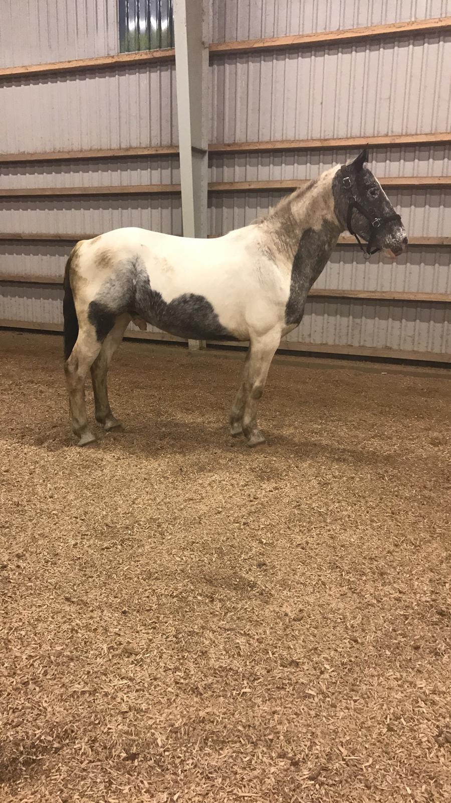 Anden særlig race Viggo billede 9