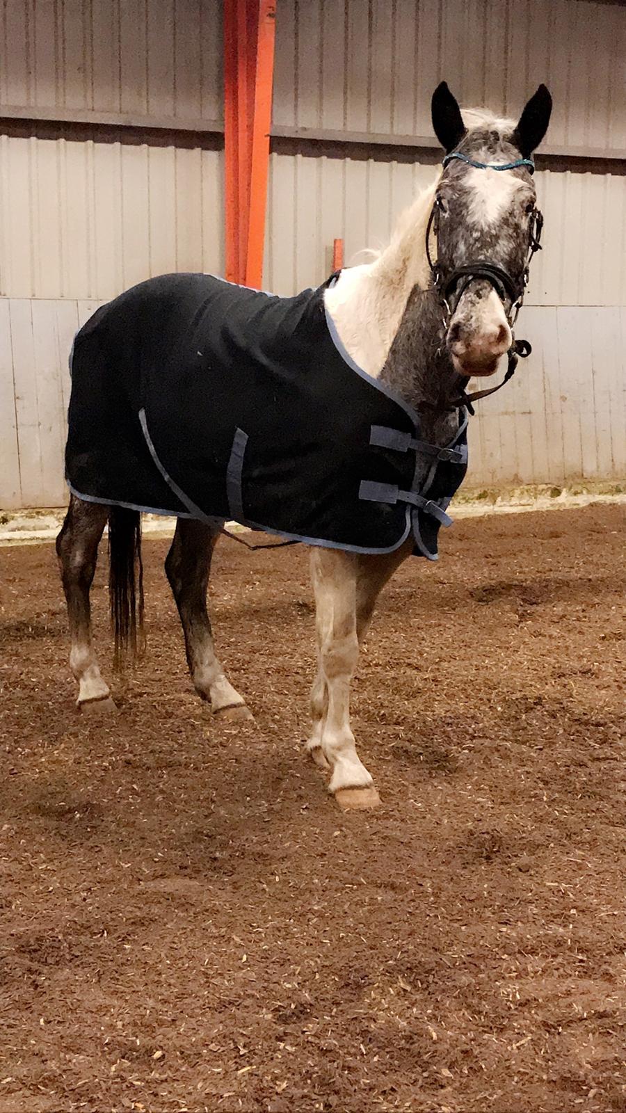 Anden særlig race Viggo billede 4