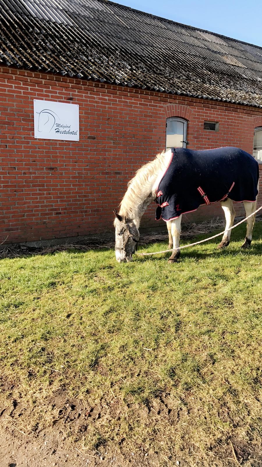 Anden særlig race Viggo billede 11