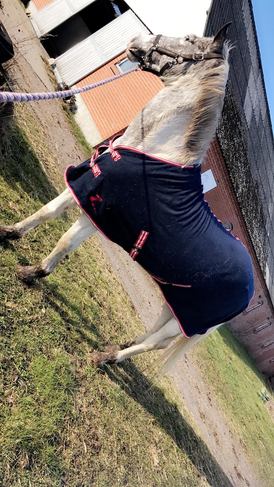 Anden særlig race Viggo billede 13