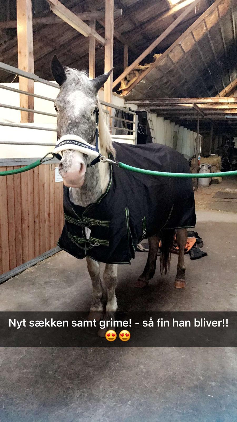 Anden særlig race Viggo billede 14