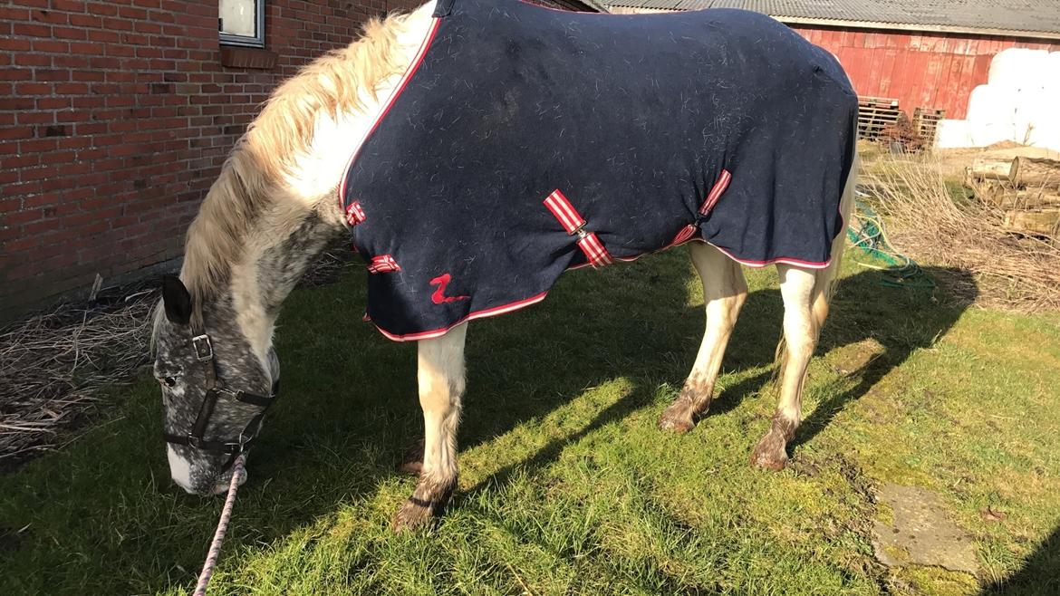 Anden særlig race Viggo billede 10