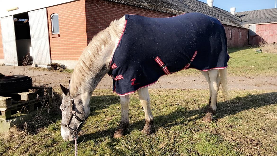 Anden særlig race Viggo billede 12