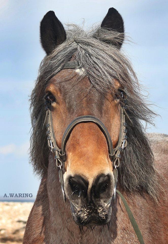 Belgier Balder billede 9