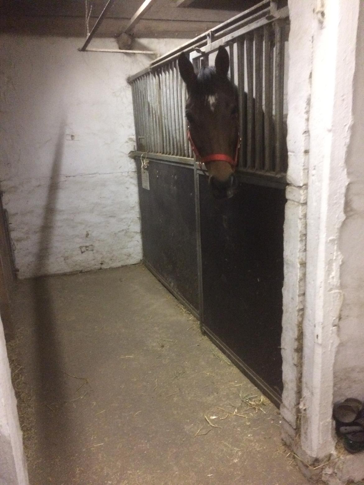 Dansk Varmblod Chanell (Gimpe)  billede 20