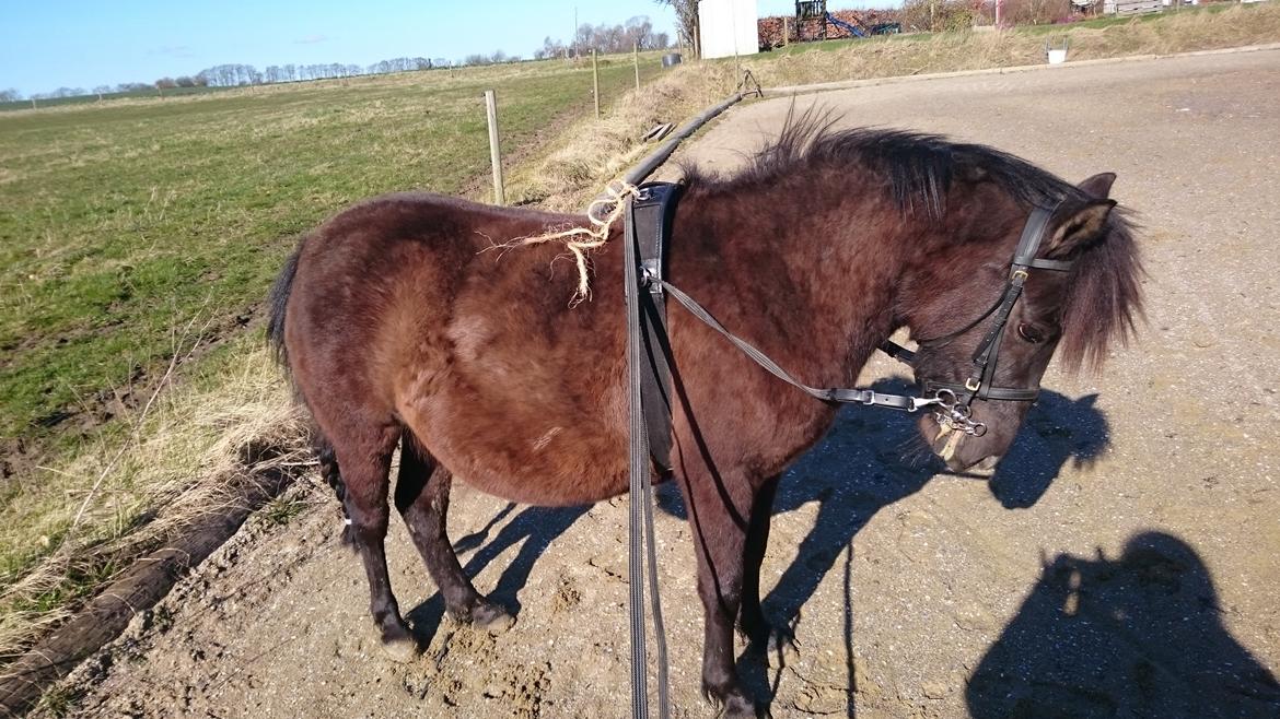 Shetlænder Bellis - Første gang med stangbid, som jeg er blevet anbefalet af erfaren kusk at køre med. Hun var lidt mere følsom på det end på det 2-delte bid, men det var vel også meningen... billede 7