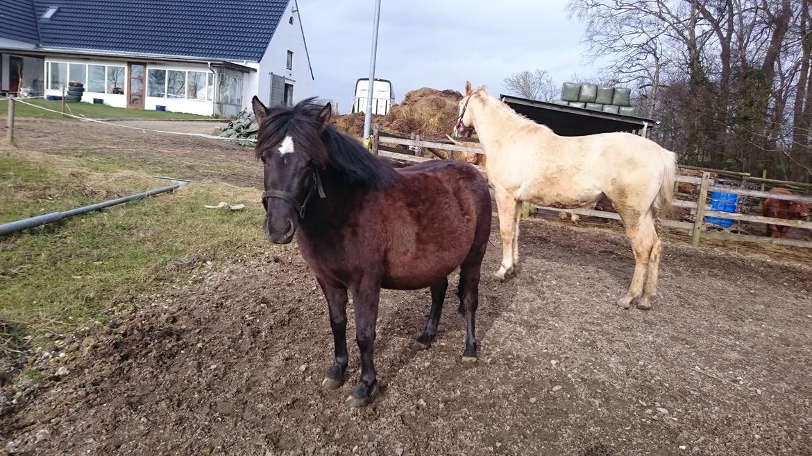 Shetlænder Bellis billede 9