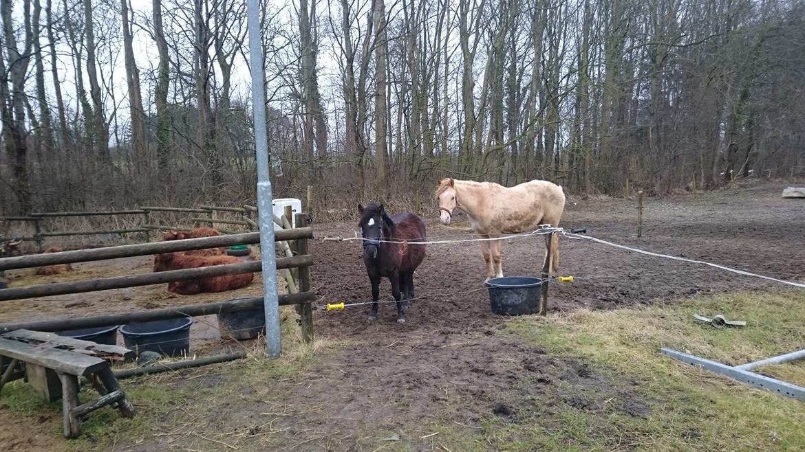 Shetlænder Bellis billede 11