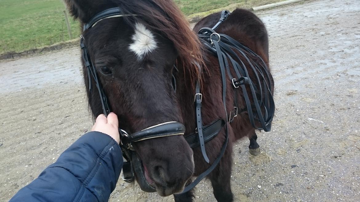 Shetlænder Bellis - Med sele billede 13