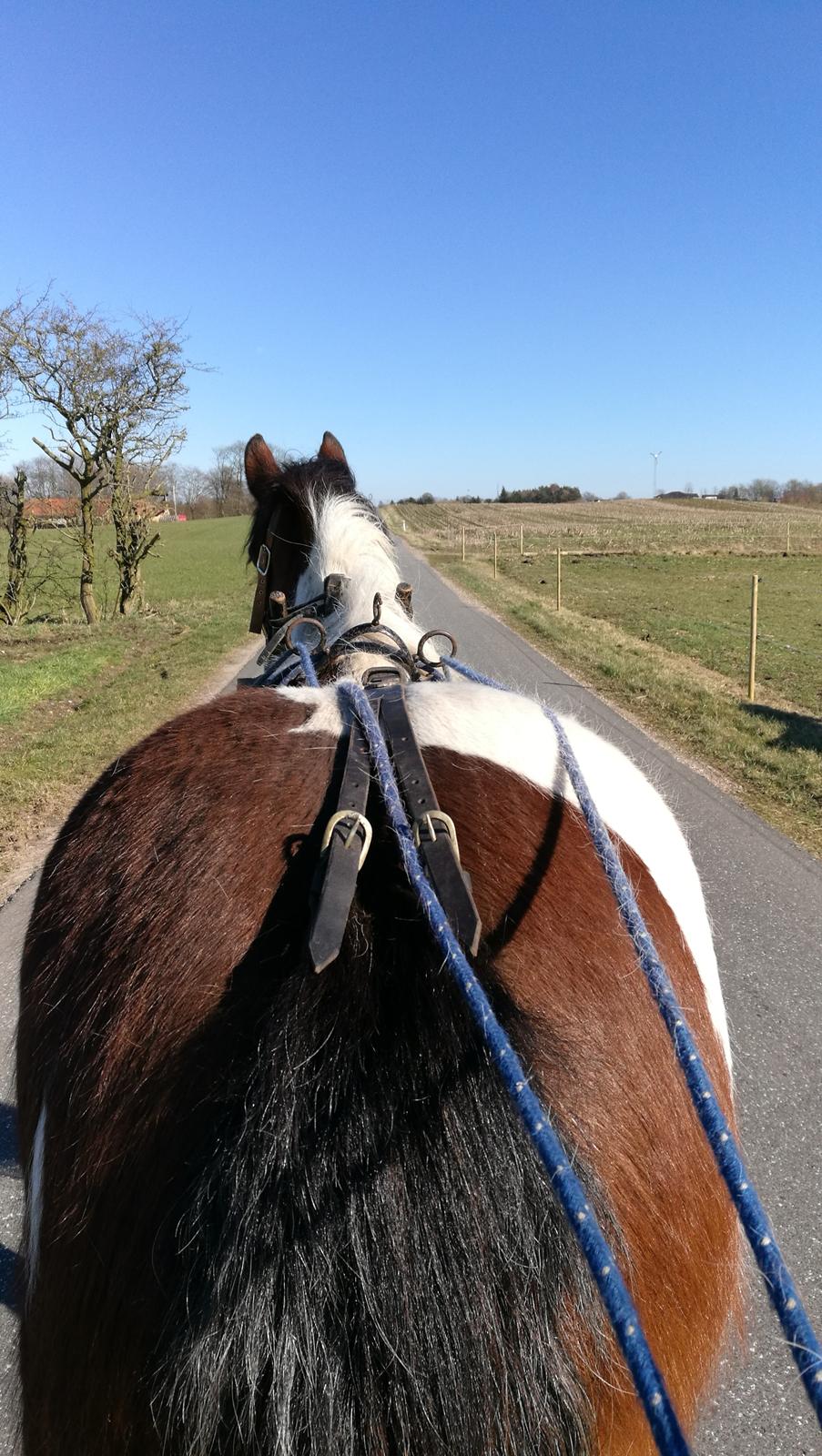 Irish Cob Molly  billede 3