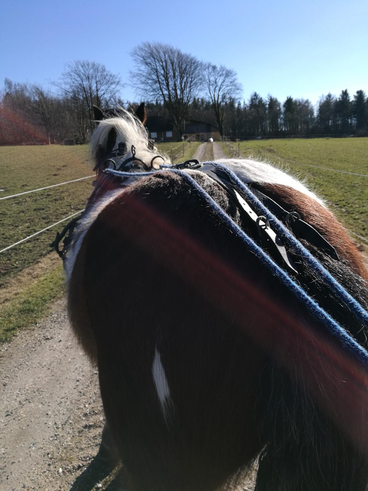 Irish Cob Molly  billede 9