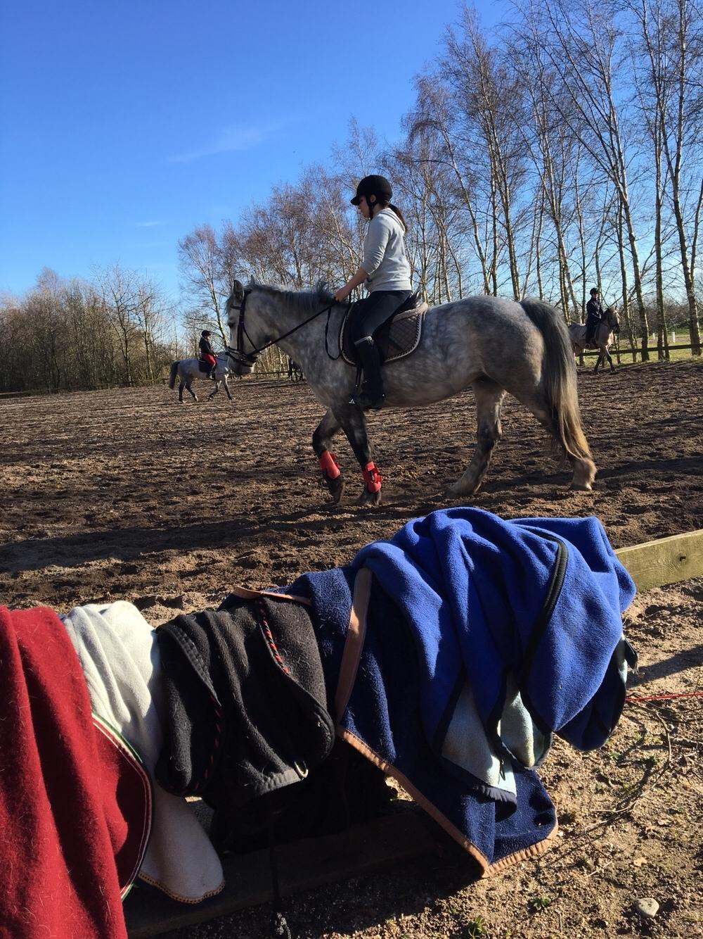 Anden særlig race Spice billede 4