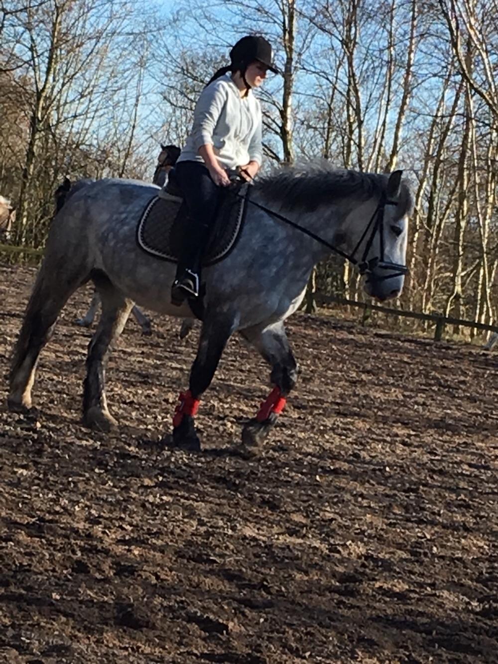 Anden særlig race Spice billede 5