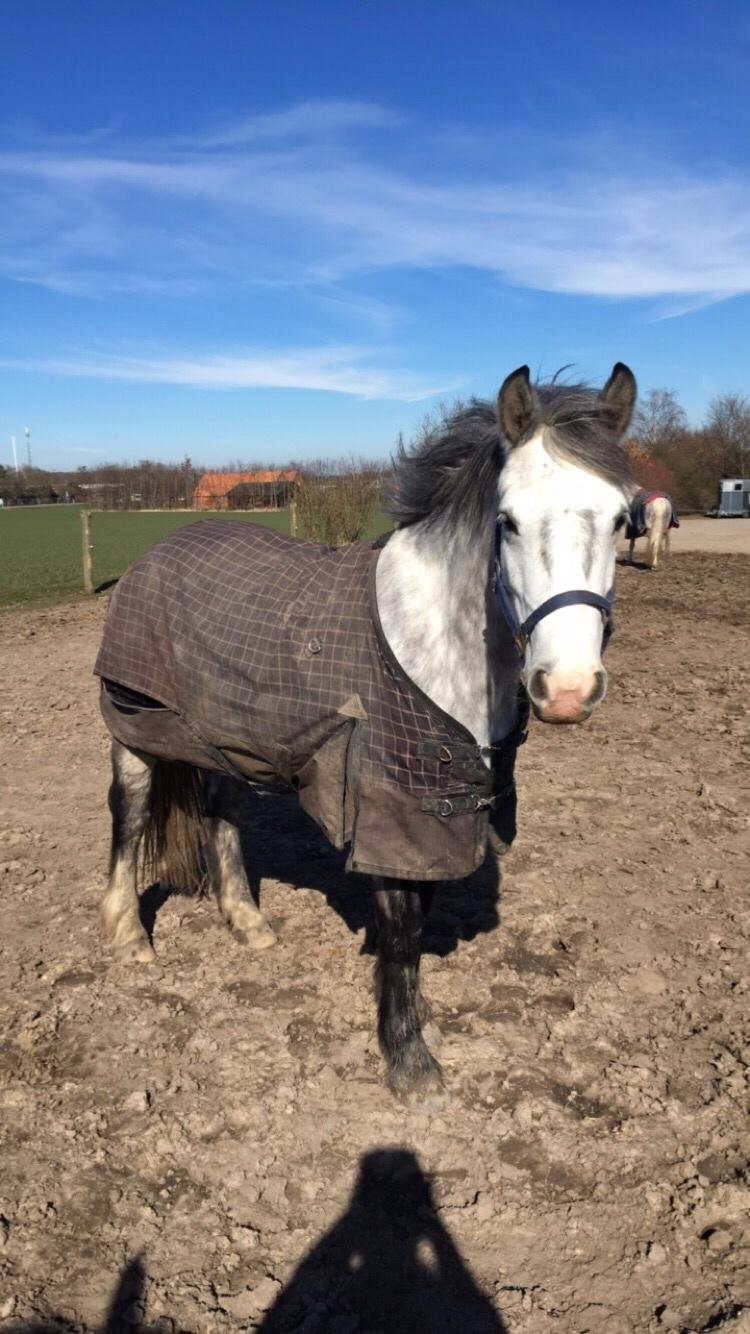 Anden særlig race Spice billede 6