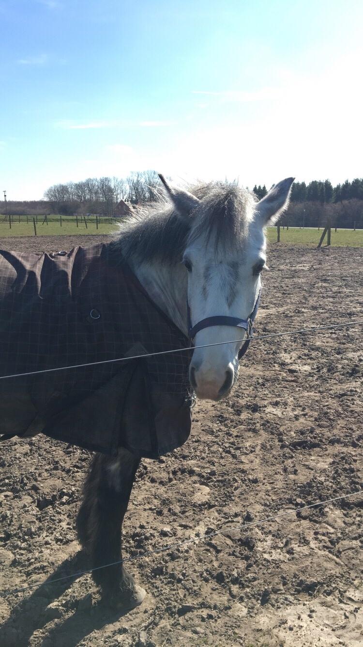 Anden særlig race Spice billede 8