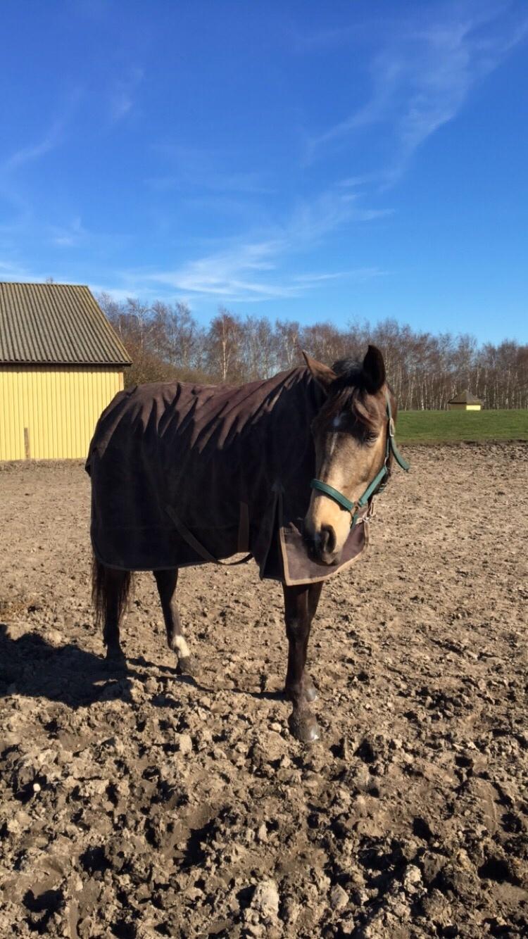 Tysk Oldenburger Libelle Blue billede 10