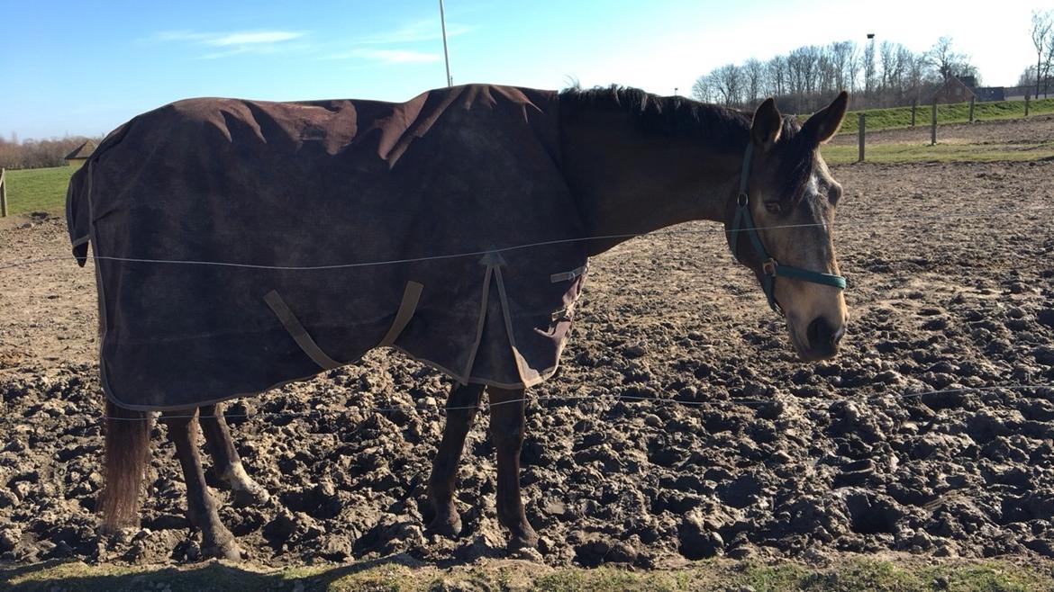 Tysk Oldenburger Libelle Blue billede 11
