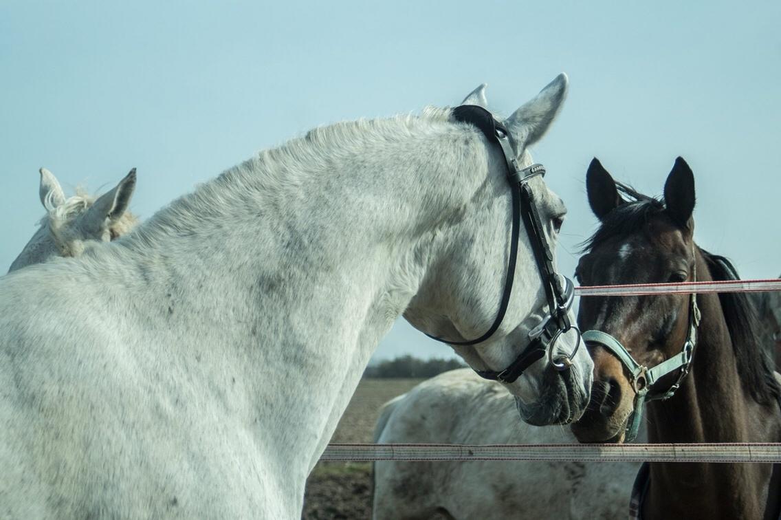 Trakehner Gabie billede 17