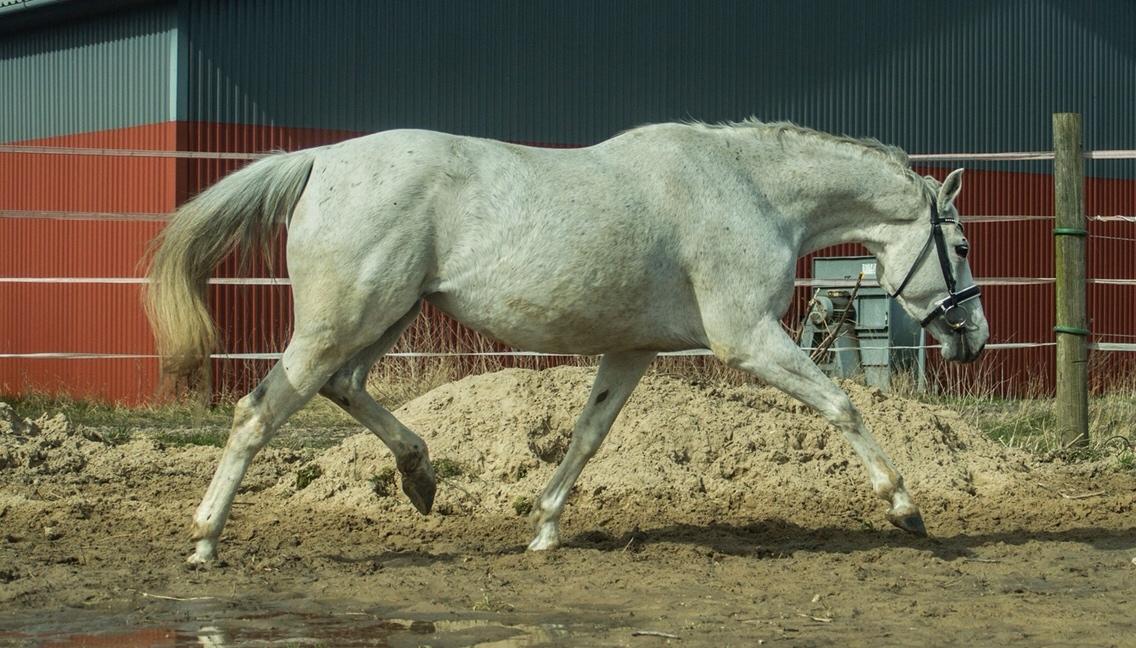 Trakehner Gabie billede 18