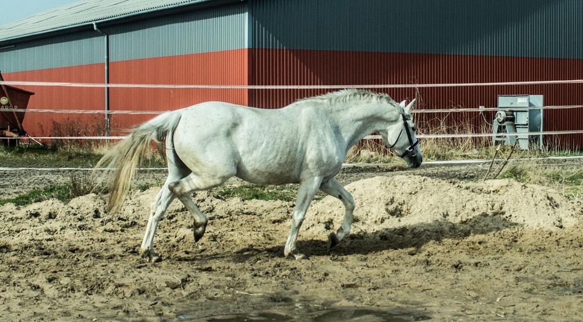 Trakehner Gabie billede 19