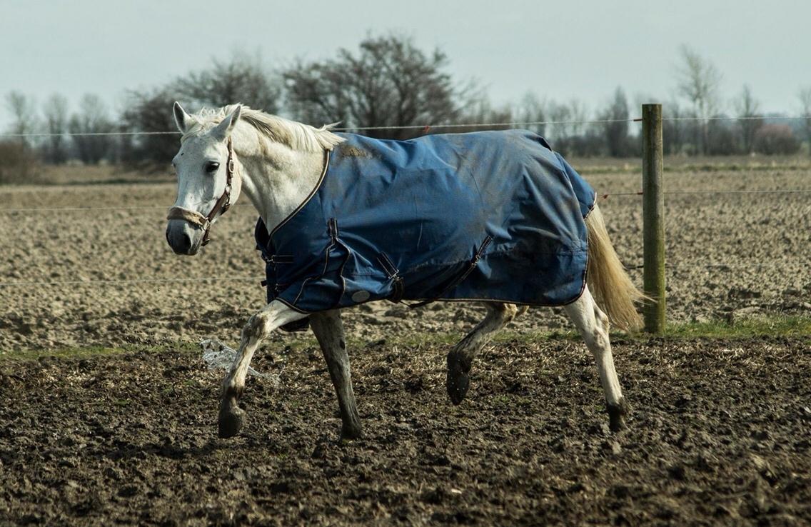 Trakehner Gabie billede 20