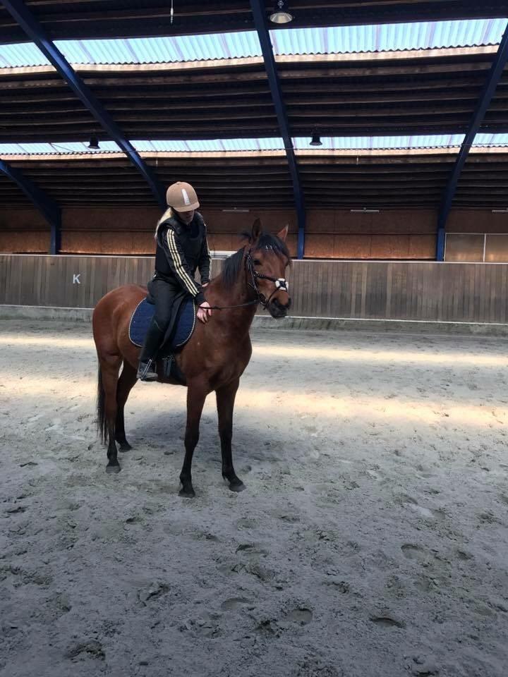 Hispano Araber Skov lyst trisse billede 15
