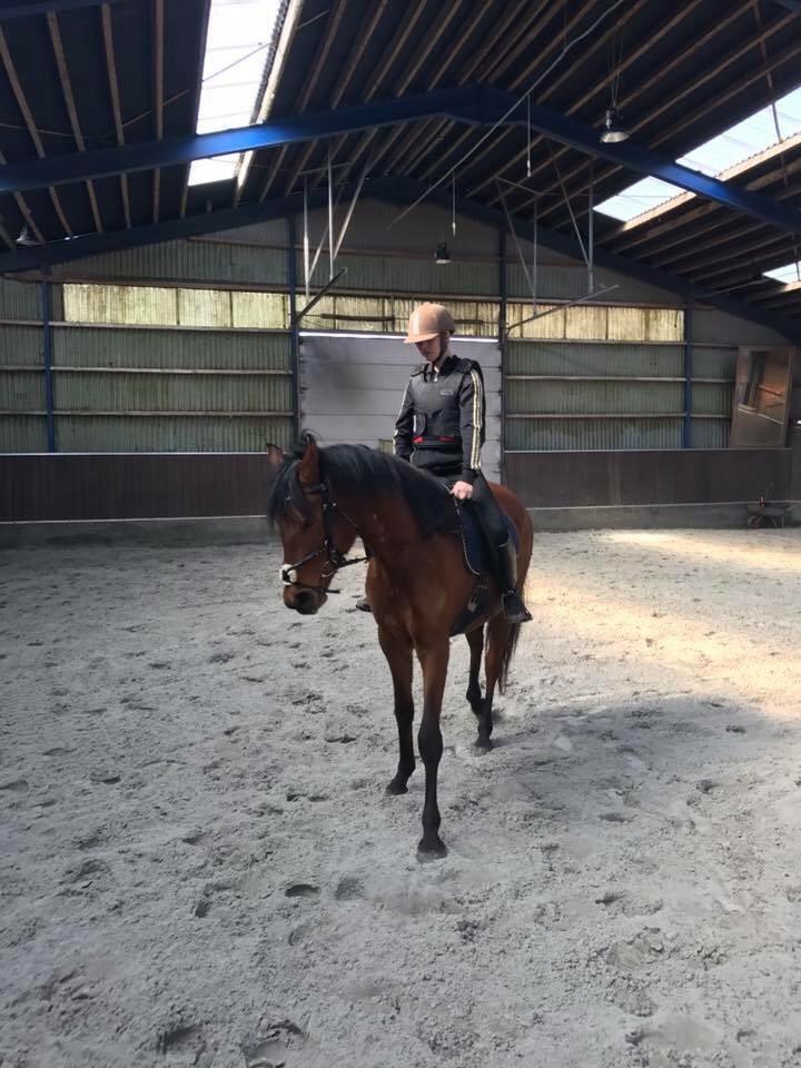 Hispano Araber Skov lyst trisse billede 14