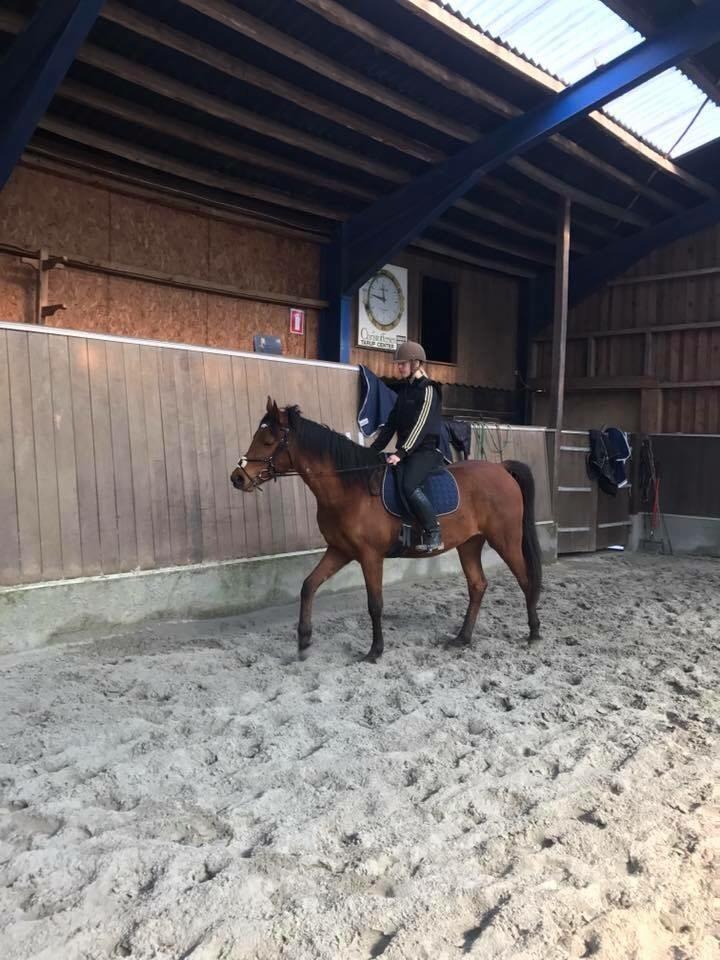 Hispano Araber Skov lyst trisse billede 20