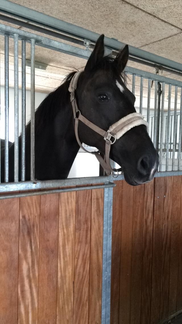 Anden særlig race Soffi billede 6