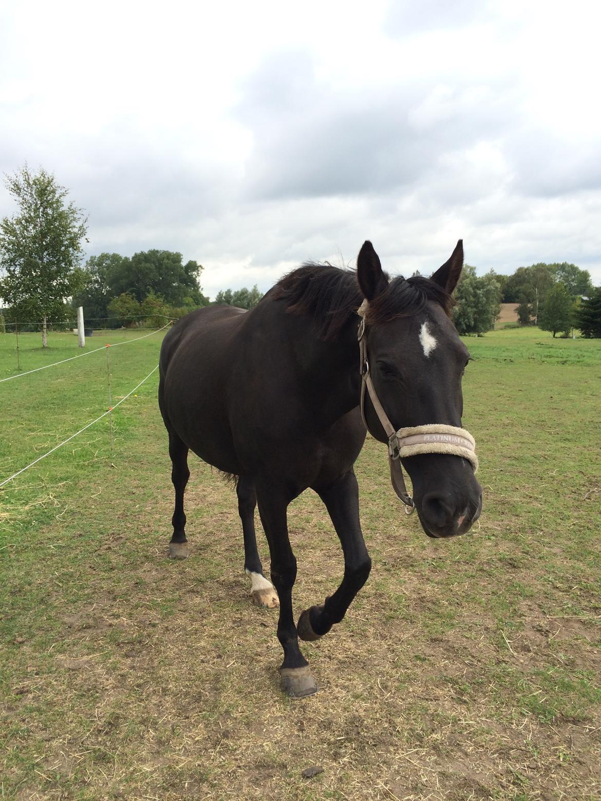 Anden særlig race Soffi billede 7