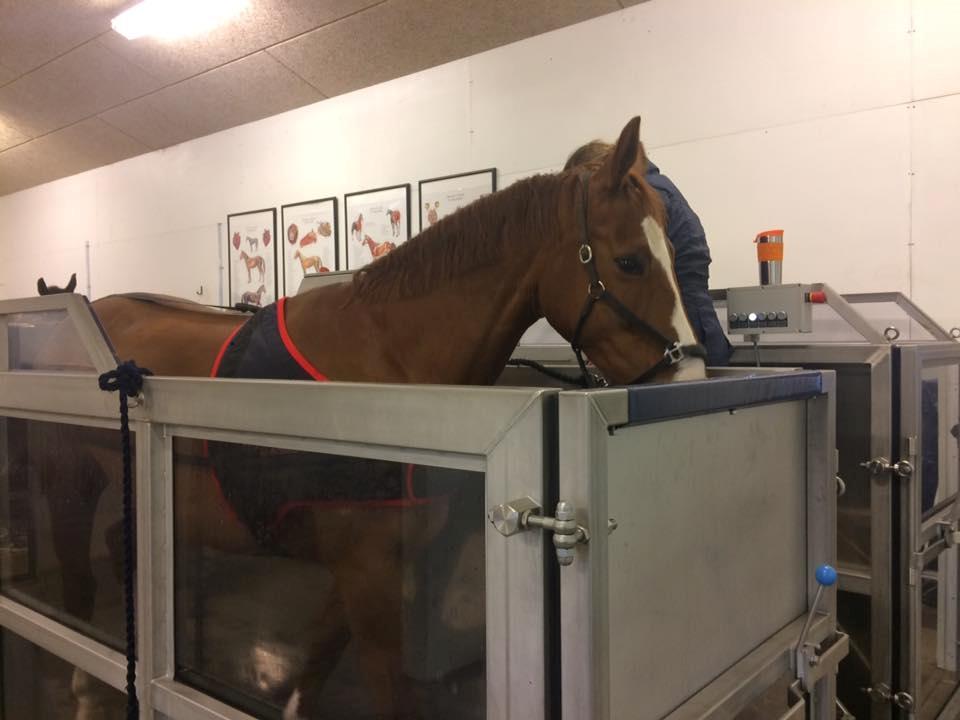 Dansk Varmblod Fine Miss Sunshine billede 11