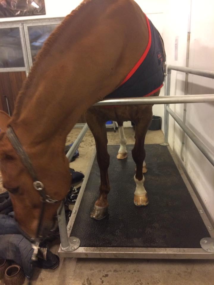 Dansk Varmblod Fine Miss Sunshine billede 12