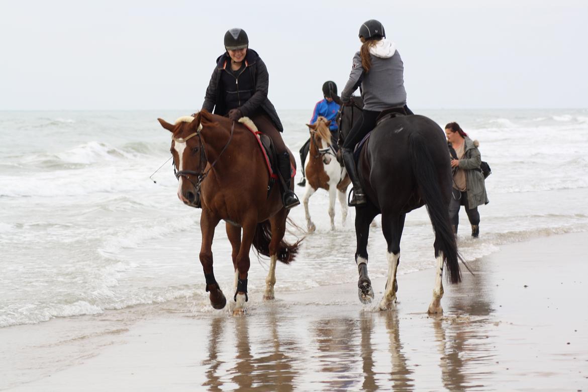 Dansk Varmblod Fine Miss Sunshine billede 13