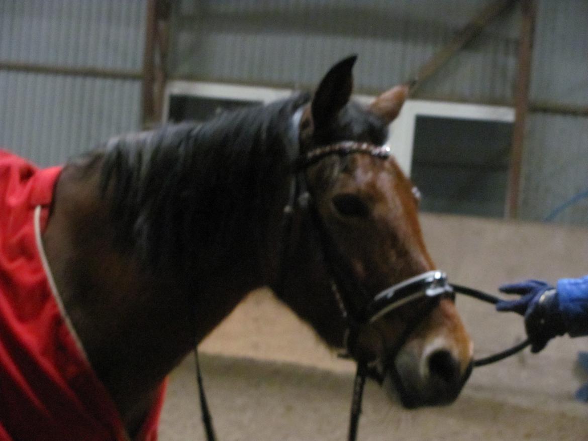 New Forest Stegstedgårds montell billede 1