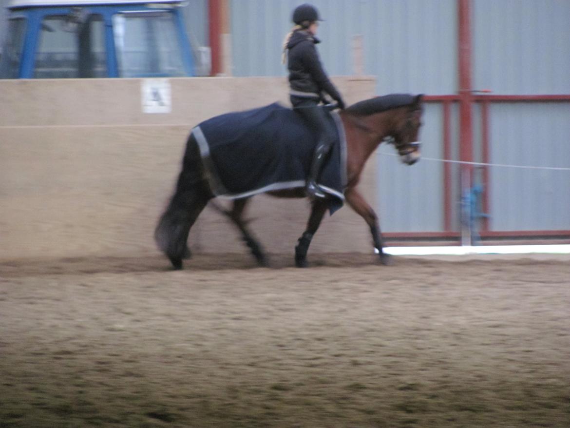 New Forest Stegstedgårds montell billede 4