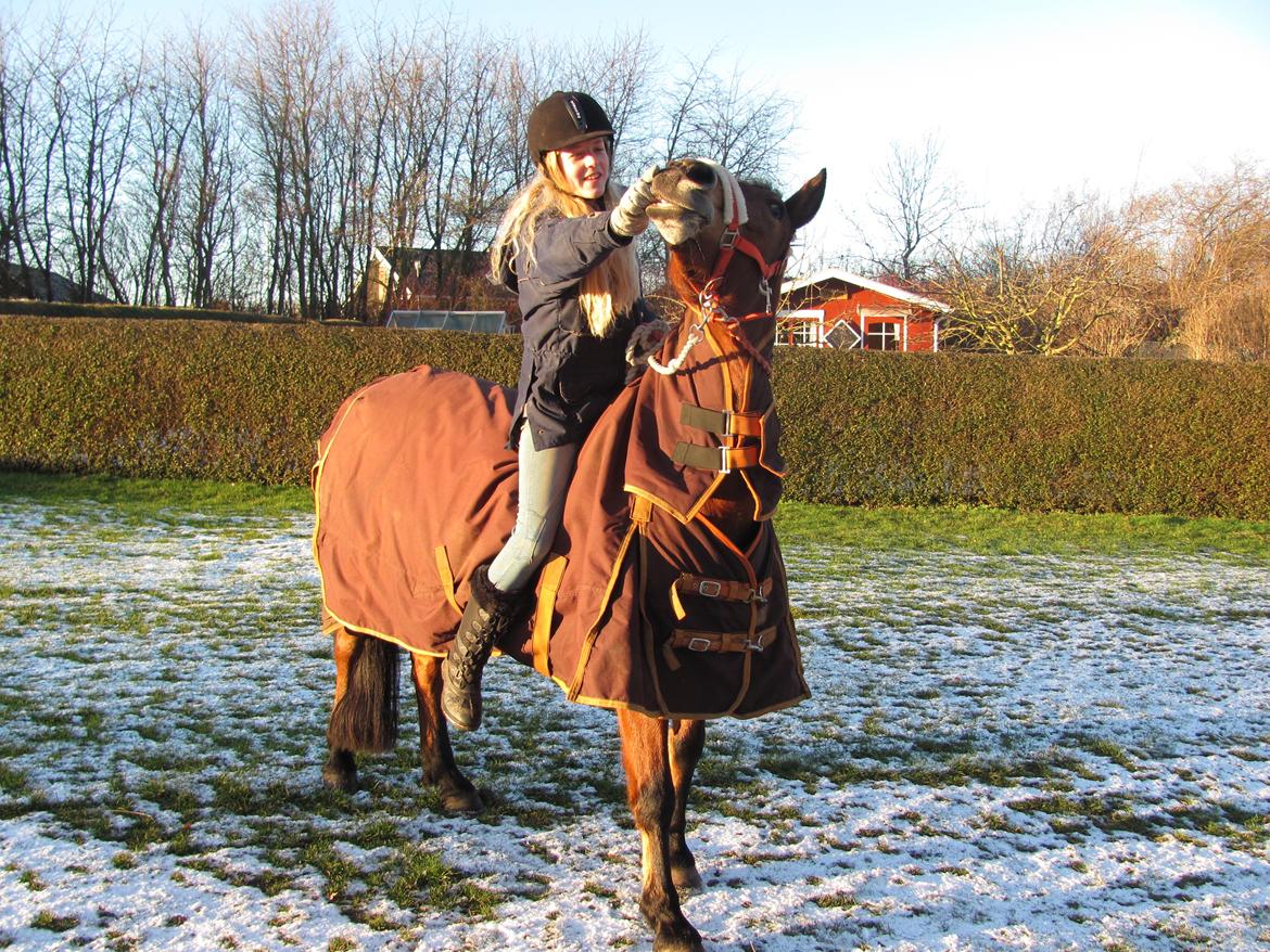 New Forest Stegstedgårds montell billede 6