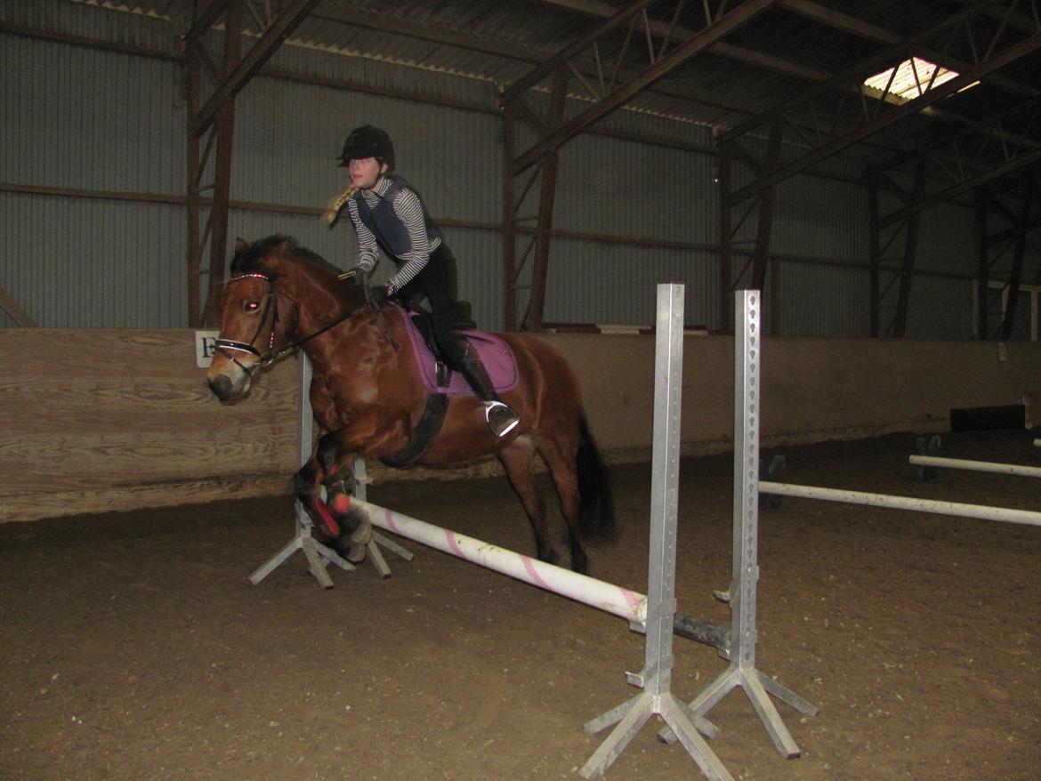 New Forest Stegstedgårds montell billede 7